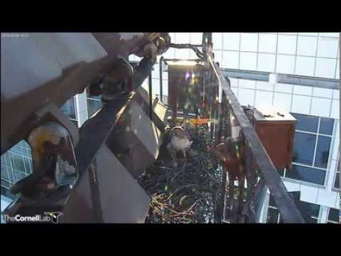 Cornell RTHA Cam  Here We Come...Flying Down The Street... 4:11 pm   _3.06.14_