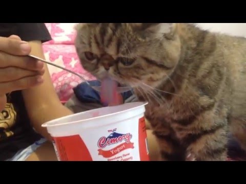 I loves cimory strawberry yoghurt, do you?