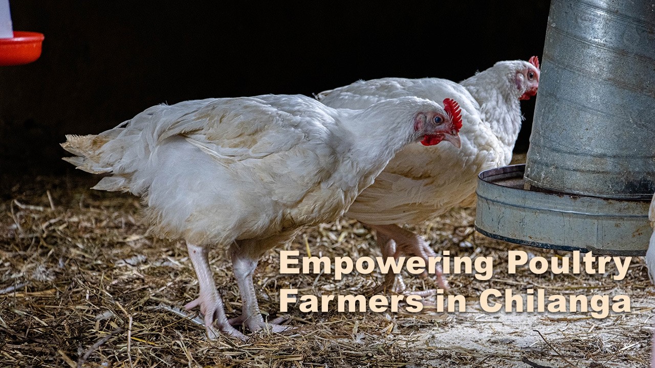 Empowering Poultry Farmers in Chilanga | Biosecurity, Antibiotic Use & Sustainable Farming