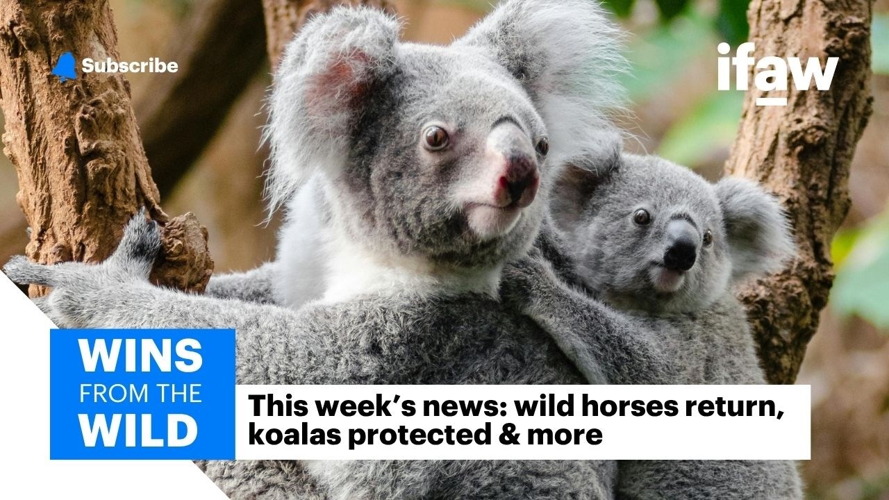Wild horses return, koala habitats protected & wildlife crossings rise | Wins from the Wild