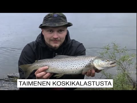 TAIMENEN JA HARJUKSEN KALASTUSTA RUOTSIN LAPISSA // TAIMEN EKALLA HEITOLLA!