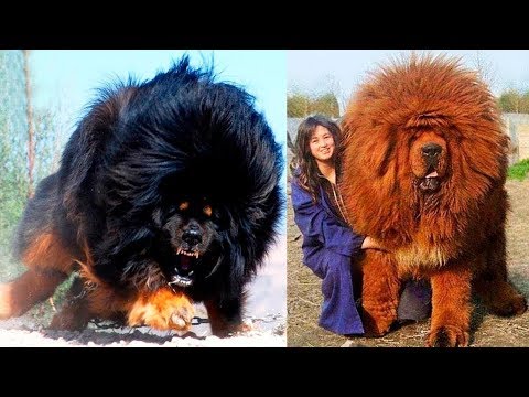 Die 10 Gefährlichsten Hunde der Welt!