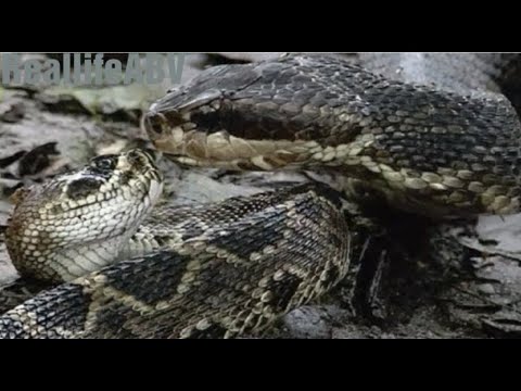 Cottonmouth vs Rattlesnake