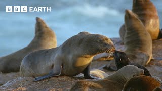 Hungry Hyenas Threaten Seals | Natural World Mothers and Babies | BBC Earth