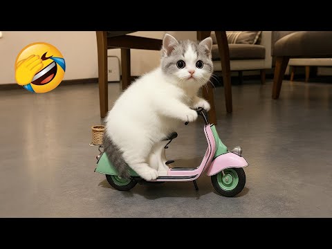 Intenta No Reír 😂 Los Gatos Y Perros Más Divertidos De Todos Los Tiempos 😹🐶 Parte 11
