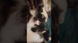 Minty&#39;s 5 kittens asleep and dreaming