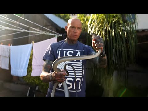 W ich szopie ukrywał się 2,5-metrowy jadowity wąż! [Węże w mieście]