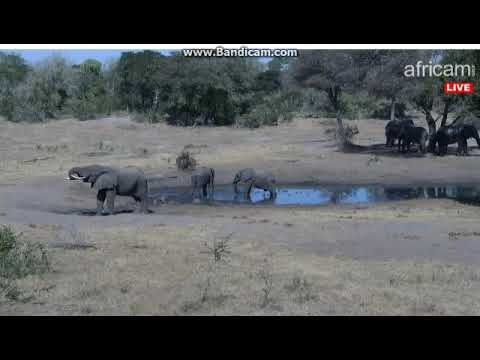 Life at the waterhole Pt 5