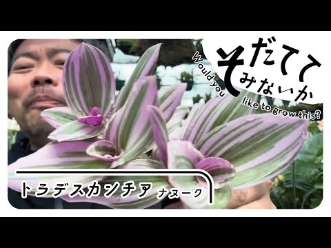 カンムリトーチリリー 植物