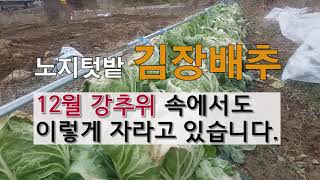 김장배추 12월 강추위 속에서도 자라고 있습니다. #주말농장 김장배추 가꾸기