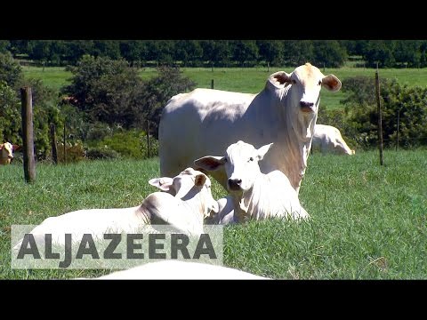 Brazil meat exports plunge after corruption scandal