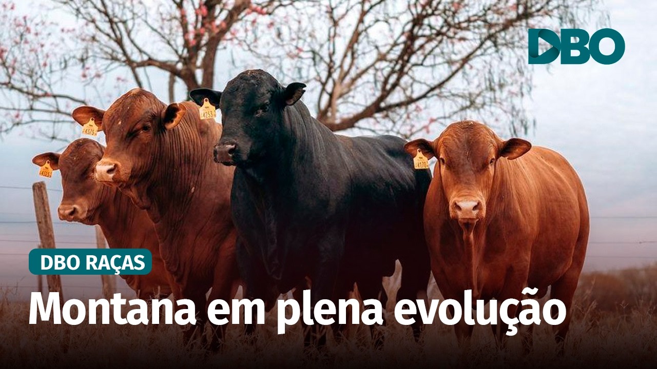 Rusticidade e rendimento de carcaça norteiam a criação da raça Montana no Brasil