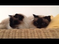 Vibrating Cats Washing Machine