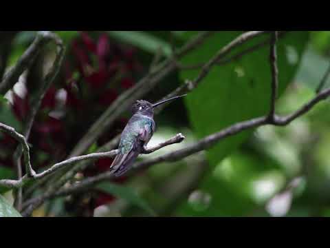 Hummingbirds at Finca el Pilar