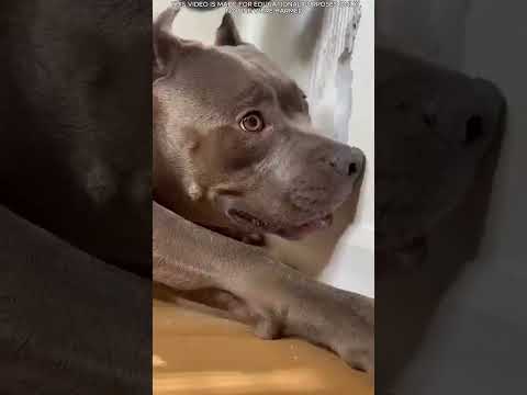 Tutti pensavano fosse aggressivo… ma stava avvertendo di qualcosa