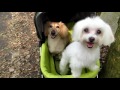 Видео о товаре Elegant Retro, вместительная коляска для собак и кошек / Ibiyaya (Китай)