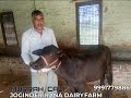 JRDF Murrah Calf At Our Dairy Farm