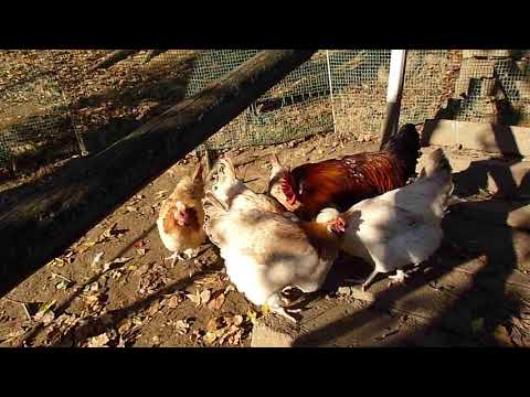 Sulmtaler Hühner im Herbst 2018