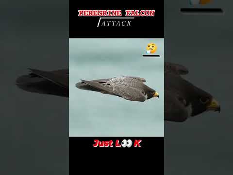 GOLDEN EAGLE VS FALCON #goldeneagle #peregrinefalcon #birdsofprey #birds #ytshorts