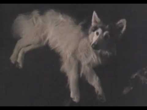 Video $Legend of the Spirit Dog