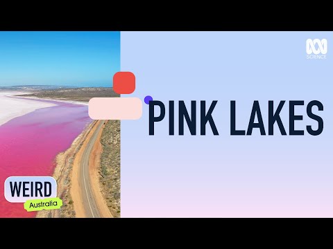 Por que a Austrália tem tantos lagos cor de rosa? | Austrália estranha | ABC Science