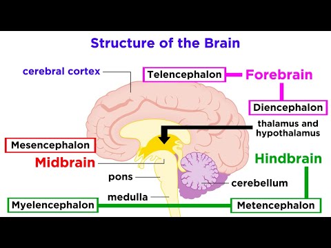 The Structure and Physiology of the Human Brain