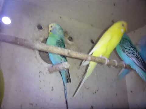 2018 01 27 Rundflug bei den Wilden Jungen