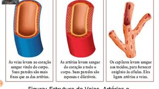 Circulação Animal (1) - Tipos de Circulação e Evolução do Sistema Circulatório nos Vertebrados