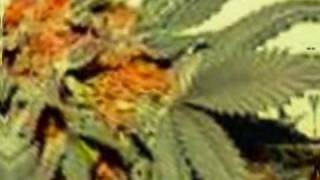 Prince Jammy & Gregory Isaacs ~ Leaving