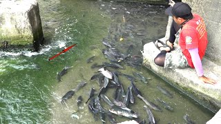 Download lagu EMOSI JUGA❗IKAN LIAR TAK ADA TAKUTNYA #TC239 mp3