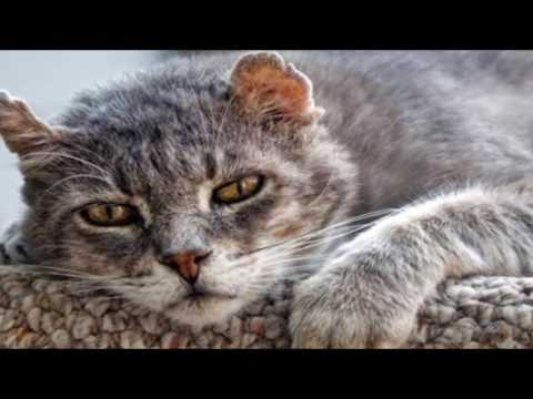 How Long Do Cats Live | Cat Care