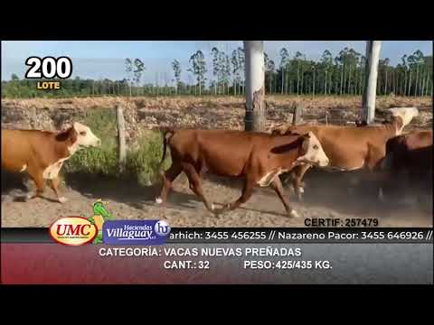 Lote 32 Vacas nuevas Preñadas en Mte. Caseros, Corrientes