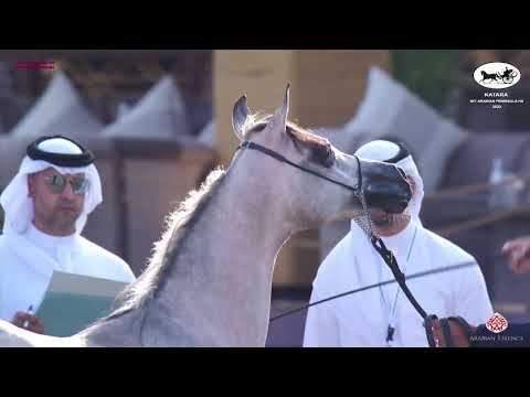 N 99 MOTHHEL AL FAHED   Katara Int  Arabian Peninsula Horse Show 2022   Yearling Colt Class 4A