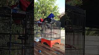 Download lagu Kacer isian walet#birds #burung kacer #kicaumaniabird #kacermania #youtubeshorts #videoshort mp3 Download lagu Kacer isian walet#birds #burung kacer #kicaumaniabird #kacermania #youtubeshorts #videoshort mp3