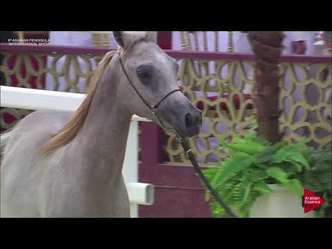 N.166 NAAEEM AL WAAB - 2019 Qatar Int. Peninsula show - Yearling Colts (Class 4)