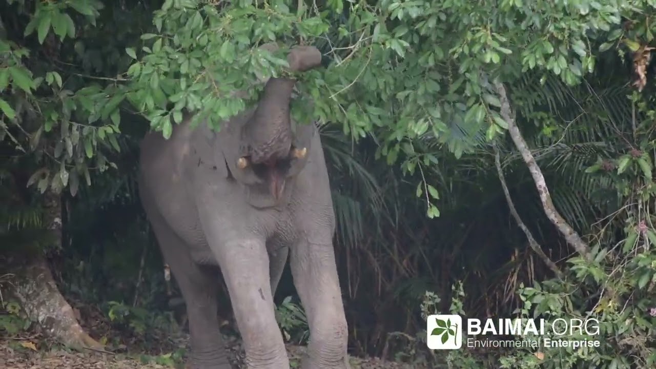 สัตว์ป่า - Wildlife - Animals