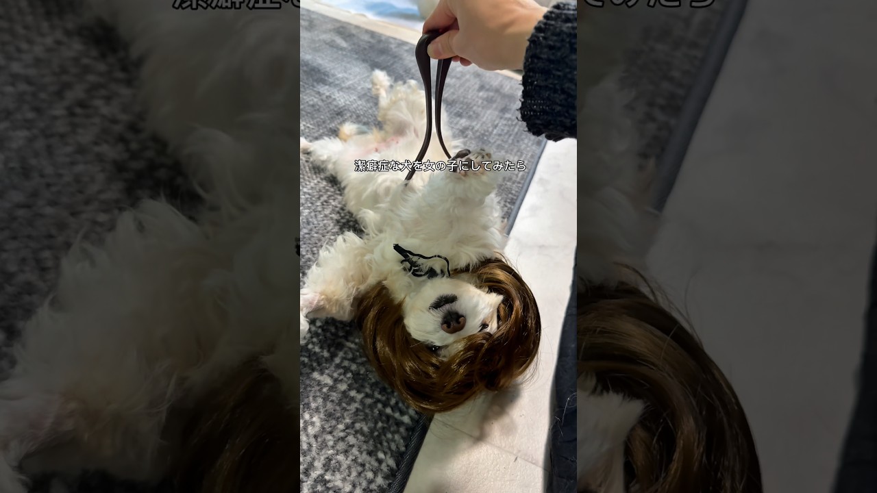 そあちんの髪が伸びました。#shorts #犬 #犬のいる生活 #潔癖症な犬 #面白い犬