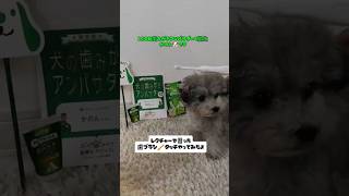 歯ブラシ🪥タッチチャレンジ #いぬすたぐらむ #dogstagram #toypoodle #いぬ #トイプードル #犬 #わんこ #犬との暮らし #歯みがき #ティーカッププードル #はみがき