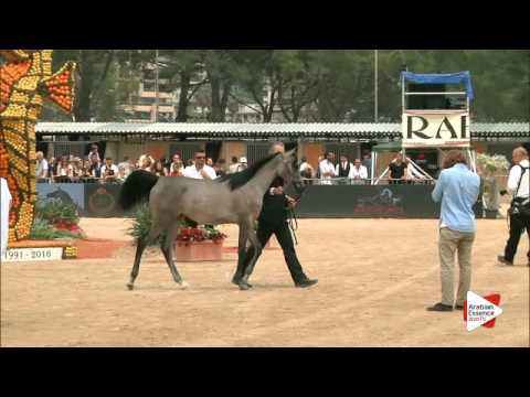 N.2 TF DAUPHINE - Menton 2016 - Yearling Fillies (Class 1A)