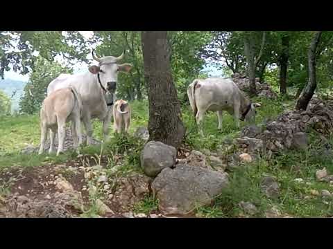 La tenerezza in persona, mucche al pascolo