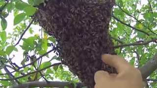 Как собирать диких пчел для пчеловодства - Видео онлайн