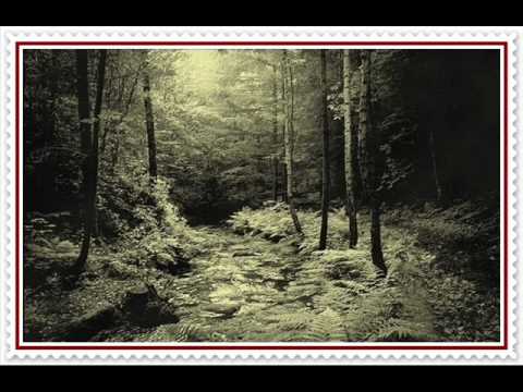 41/ PLAMENY - Wabi Daněk