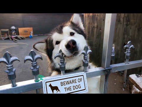 If huskies could talk, what would they say???? Funniest Dog Ever!