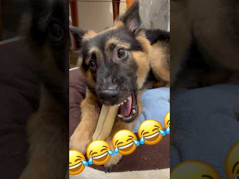 😂😂😂 #youtrubshort #dog #vídeoviral #funny #viral #youtrube #viralshort