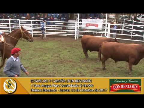 12-10-17 Venta de Toros Angus P.C y Hereford P.R - Estancias y Cabaña Don Benjamín - Huinca Renancó