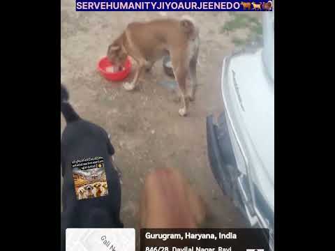 GURUKALANGER 🦃 🐕 🐂