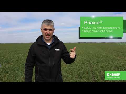 BASF Agro Patrola 2021 - Pravo je vreme za zaštitu pšenice od pegavosti, pepelnice i rđe!