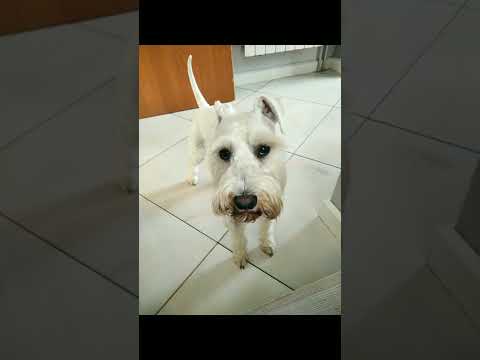 PLANOWALIŚMY PSA-CZIKKUSIEKK