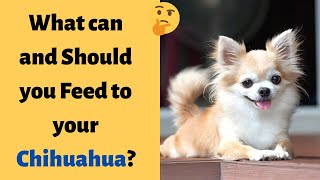 What can Chihuahuas Eat And What they Can