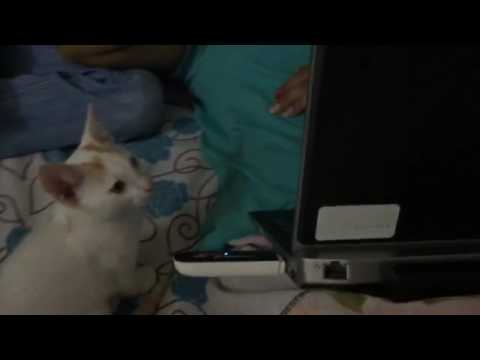 Cat watching movie made by harshul